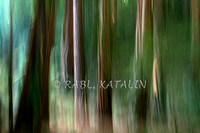 Forest impressions