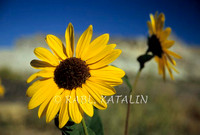 Yellow fairies