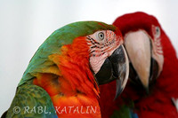 Macaw love