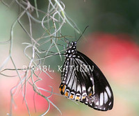 Black beauty