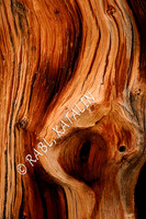 Face of Nature