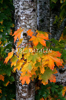 Autumn glory