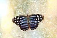 Butterfly blues
