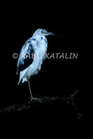 Sentinel of night