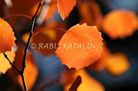AUTUMN