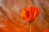 Dreamy poppy