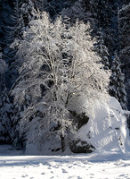 The Tree